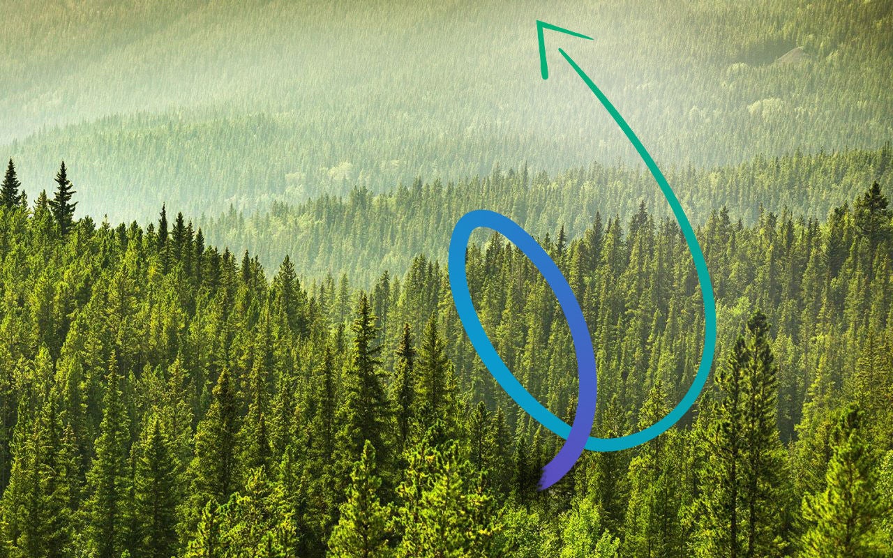 image of green forest