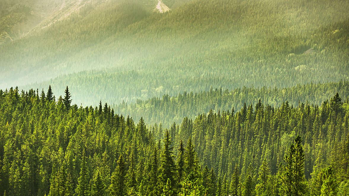 mountain-forest mountain-forest