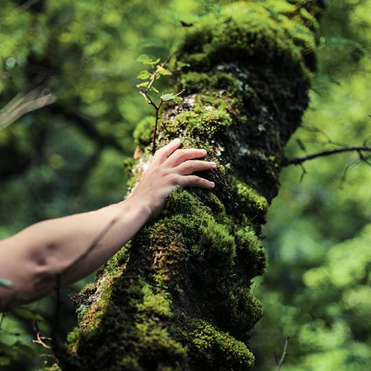 hand touching tree