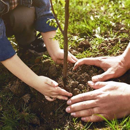Reforestation with PrintReleaf PrintReleaf