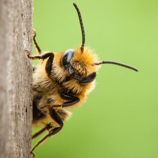A hive of eco-friendly activity! Bees