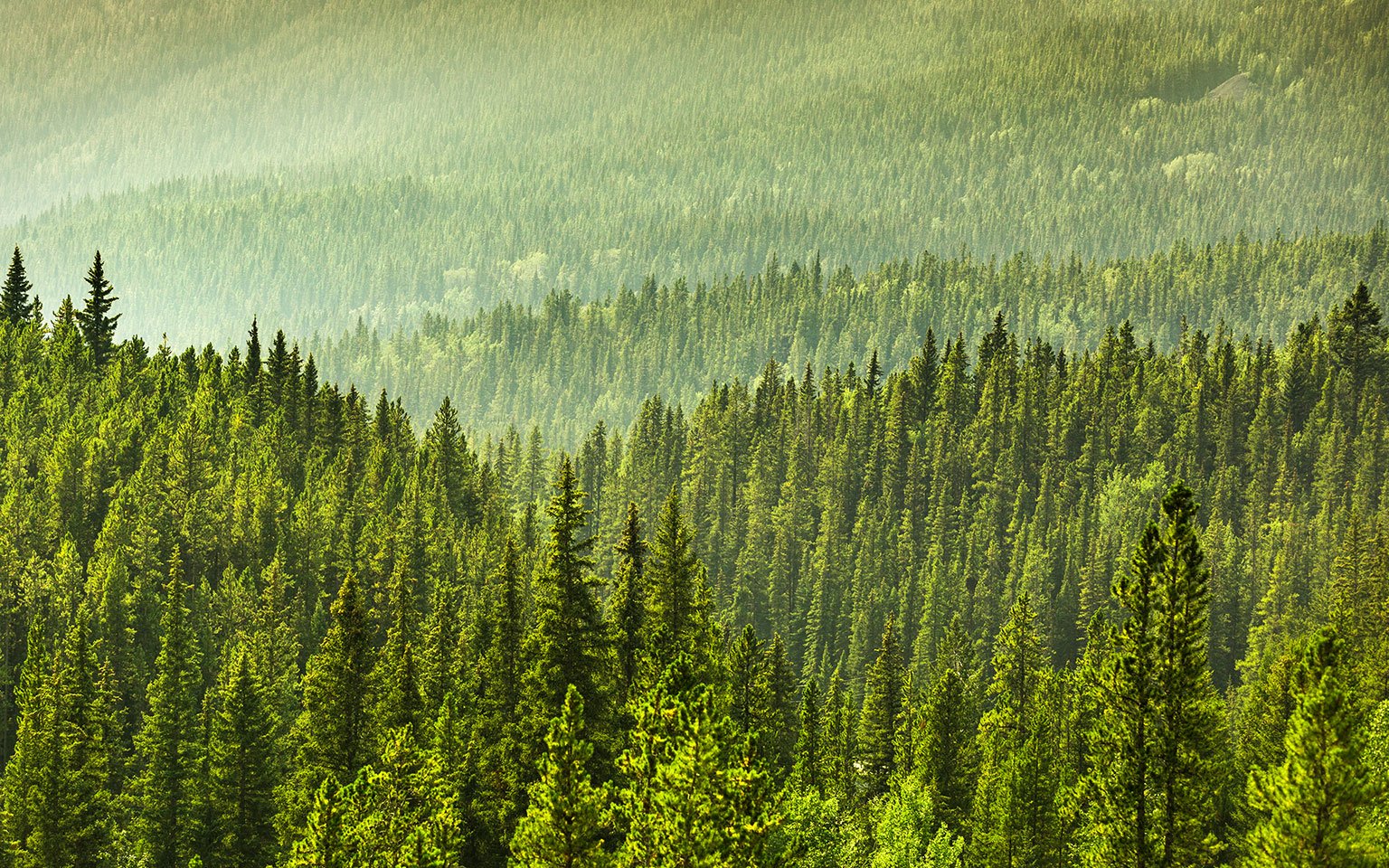 Genuine Kyocera Toner view of trees in a forest from above
